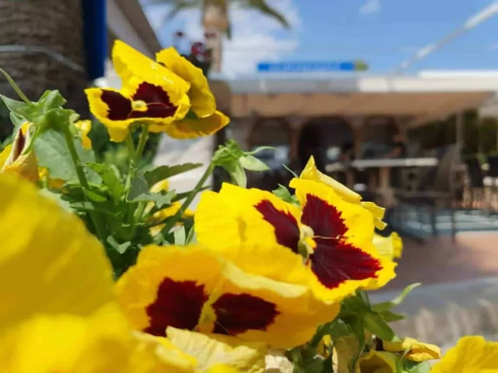 Flores restaurante en Jávea